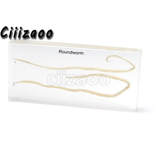 Roundworm specimen animal paperweight Taxidermy Collection embedded In Clear Lucite Block Embedding Specimen
Roundworm specimen animal paperweight Taxidermy Collection embedded In Clear Lucite Block Embedding Specimen
