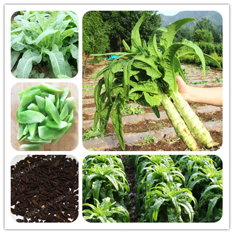 Asparagus lettuce Bonsai 100 Pcs Chinese Celtuce Big Stem Lettuce Celery Lettuce Vegetable Bonsai Home Garden Plant
Asparagus lettuce Bonsai 100 Pcs Chinese Celtuce Big Stem Lettuce Celery Lettuce Vegetable Bonsai Home Garden Plant