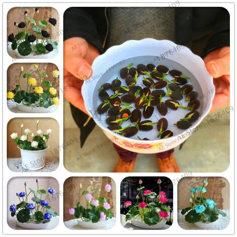 Hot Sale 5 Pcs/Pack Bowl lotus Bonsai Hydroponic Plants Aquatic Plants Flower Bonsai Pot Lotus Water Lily plant Bonsai Garden
Hot Sale 5 Pcs/Pack Bowl lotus Bonsai Hydroponic Plants Aquatic Plants Flower Bonsai Pot Lotus Water Lily plant Bonsai Garden