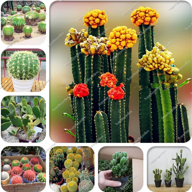 300 pcs Exotic Cactus Bonsai Japanese Rare Prickly Pear Succulents Flower Mini Desk Indoor Plantas Perennial Flowers Garden
300 pcs Exotic Cactus Bonsai Japanese Rare Prickly Pear Succulents Flower Mini Desk Indoor Plantas Perennial Flowers Garden