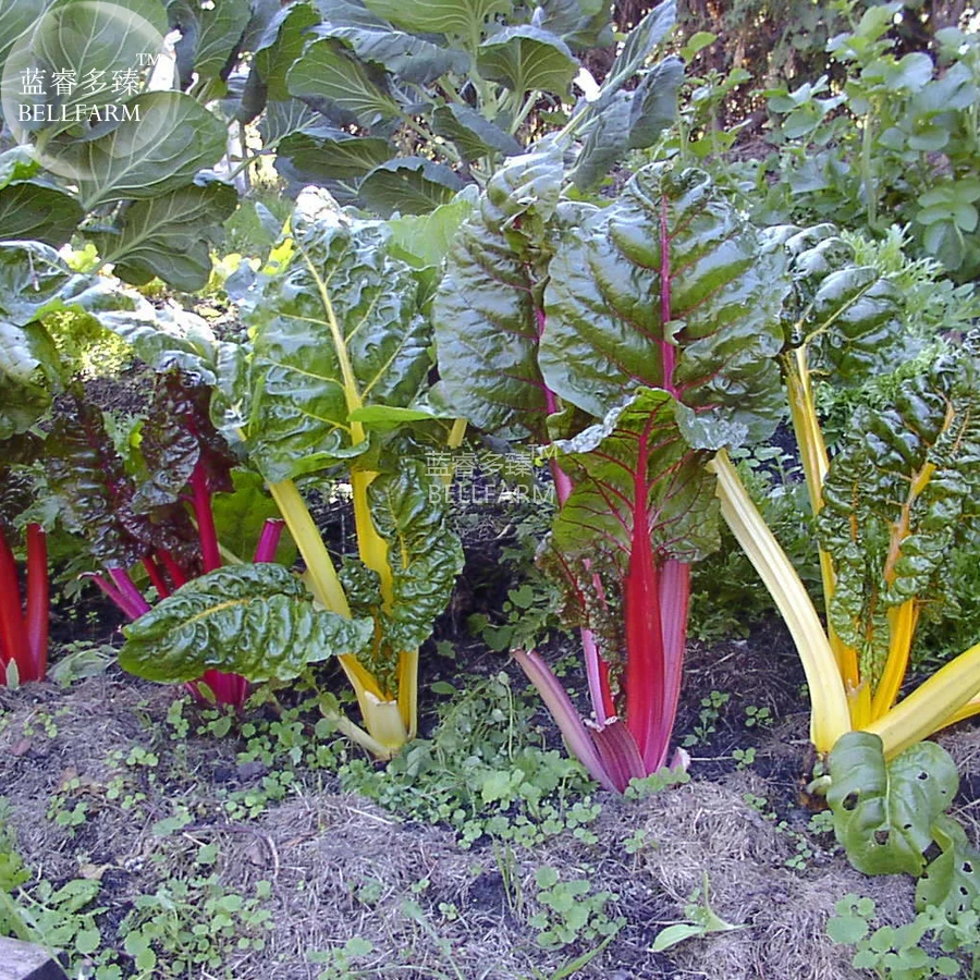BELLFARM Beet Chard Rainbow Mix Vegetable Seeds, 50 seeds, professional pack, interesting home garden vegetables