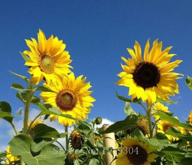 50 pcs Exotic Sunflower Bonsai Plant Dwarf flower Edible Organic Herbs Garden Supplies
50 pcs Exotic Sunflower Bonsai Plant Dwarf flower Edible Organic Herbs Garden Supplies