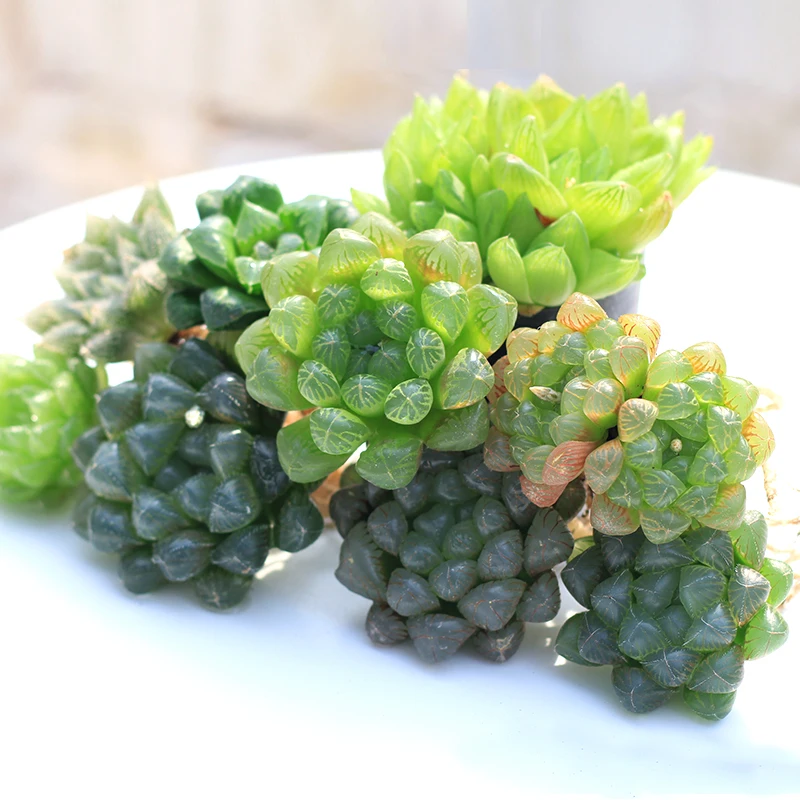 ZLKING 100PCS Rare Haworthia Fasciata Succulent Plants Bonsai on the Desk Beautiful Air Purifying Radiation Protection Eye
ZLKING 100PCS Rare Haworthia Fasciata Succulent Plants Bonsai on the Desk Beautiful Air Purifying Radiation Protection Eye