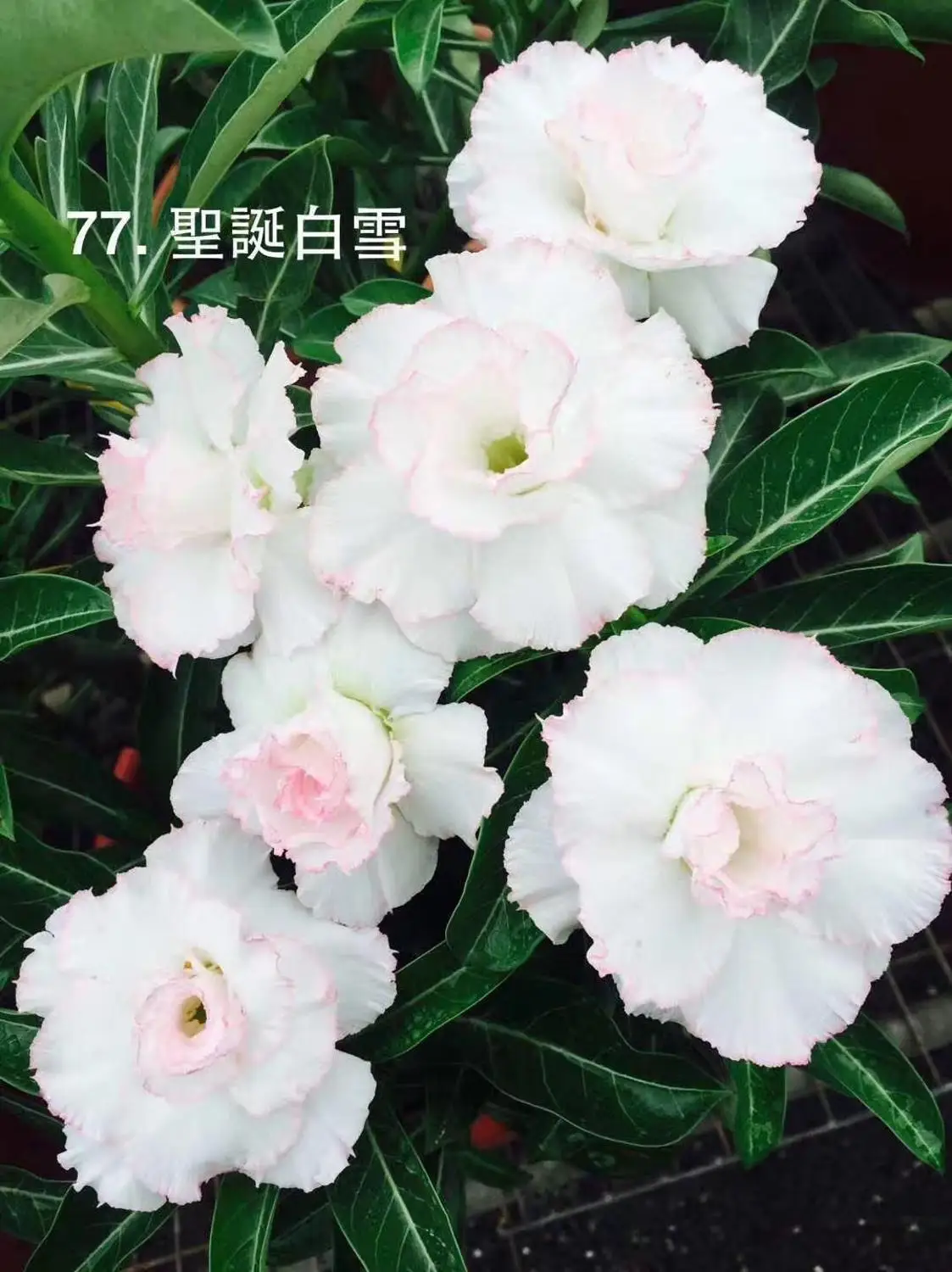 100% Real Color * Fresh Adenium Obesum semillas - Bonsai Desert Rose Flower Plant semillas sementes ( No. 77 )
100% Real Color * Fresh Adenium Obesum semillas - Bonsai Desert Rose Flower Plant semillas sementes ( No. 77 )