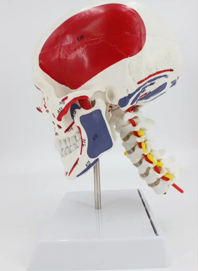 Human Anatomy Skeleton Anatomical Model Skull with Colored Bones Number Mark Cervical Vertebra Beige Sculpture Medical Supplies
Human Anatomy Skeleton Anatomical Model Skull with Colored Bones Number Mark Cervical Vertebra Beige Sculpture Medical Supplies