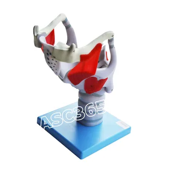 Functional Model of Larynx Human Anatomical Model Anatomical Model Medical Science Teaching Supplies
Functional Model of Larynx Human Anatomical Model Anatomical Model Medical Science Teaching Supplies