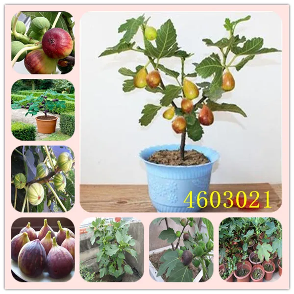 Free Shipping 50 Pcs Rare Tropical Fig Plant Mini Fig Tree Bonsai Outdoor Rare Fruit for Home Planting Germination
Free Shipping 50 Pcs Rare Tropical Fig Plant Mini Fig Tree Bonsai Outdoor Rare Fruit for Home Planting Germination