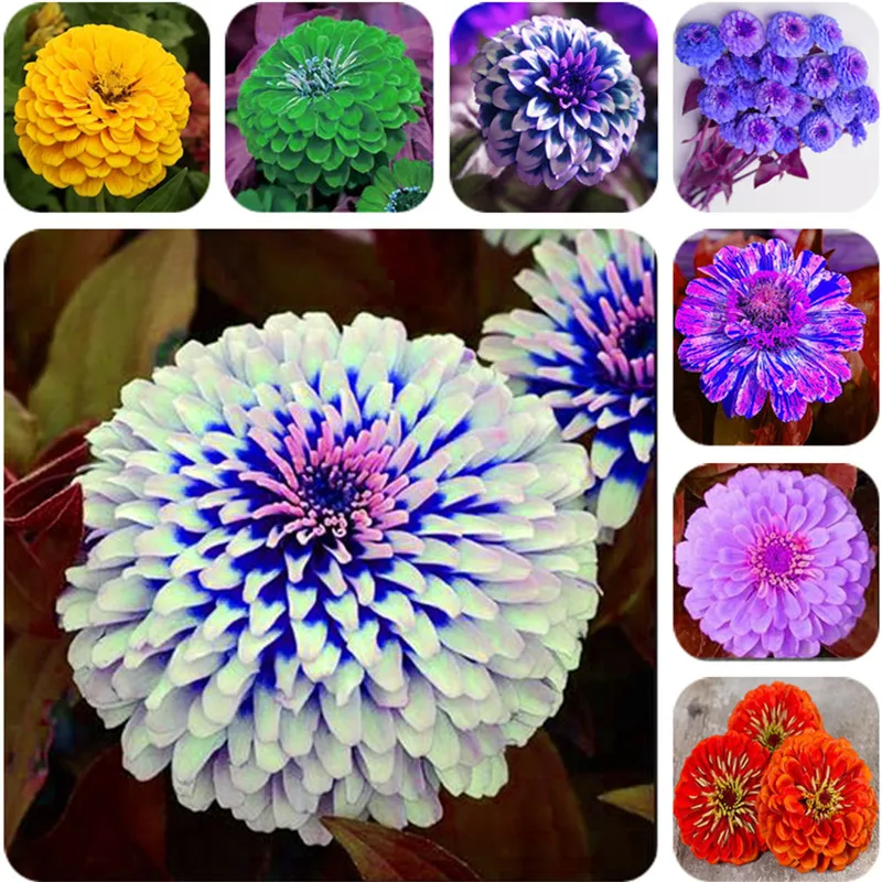 Promotion! 100 Pcs/Pack 24 Colors Zinnia bonsai Perennial Flowering Plants Potted Charming Chinese Flowers garden
Promotion! 100 Pcs/Pack 24 Colors Zinnia bonsai Perennial Flowering Plants Potted Charming Chinese Flowers garden