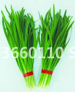 selling 100pcs Large - leaved Chinese chive continuous harvest Warming liver and kidney potted vegetable bonsai Free shipping
selling 100pcs Large - leaved Chinese chive continuous harvest Warming liver and kidney potted vegetable bonsai Free shipping