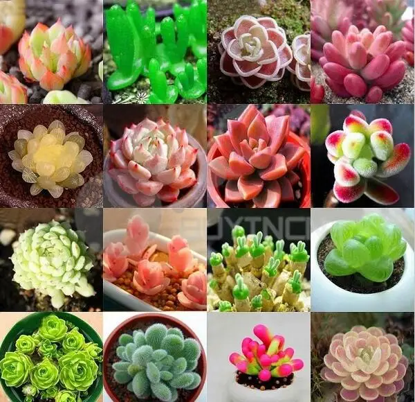 1600pcs 16kinds German imports of potted flowers sedum succulents radiation fleshy packages free shipping
1600pcs 16kinds German imports of potted flowers sedum succulents radiation fleshy packages free shipping