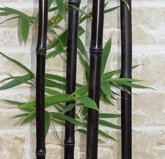 10 /bag rare BLACK BAMBOO - Phyllostachys Nigra Dendrocalamus asper Betung Hitam - Black culmed rough bamboo -
10 /bag rare BLACK BAMBOO - Phyllostachys Nigra Dendrocalamus asper Betung Hitam - Black culmed rough bamboo -