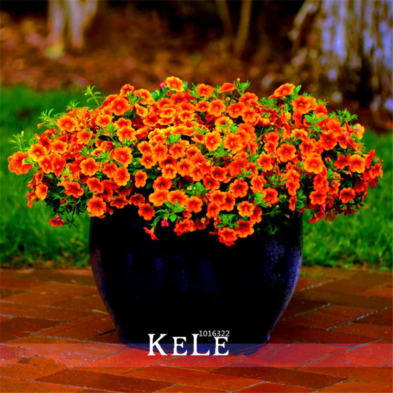 New 2018!Calibrachoa Kabloom Crave Sunset Vigorous Free-flowering Annual Petunia bonsai,100 Pcs/Lot,#B1Q952
New 2018!Calibrachoa Kabloom Crave Sunset Vigorous Free-flowering Annual Petunia bonsai,100 Pcs/Lot,#B1Q952