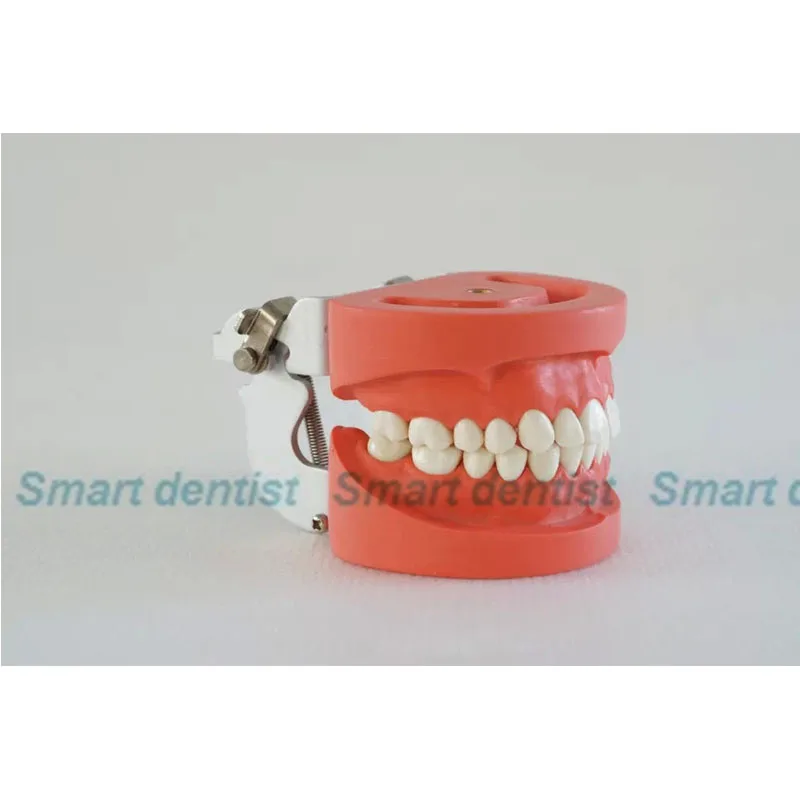 2016 Denture Dental Teaching Standard Model Dental Teeth Model 28 tooth with FE Articulator
2016 Denture Dental Teaching Standard Model Dental Teeth Model 28 tooth with FE Articulator