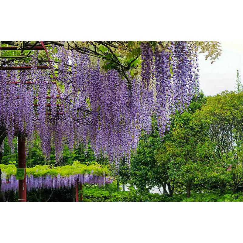 5D diy Diamond Painting Cross Stitch tree Crystal Diamond Embroidery spring landscape mosaic painting handcrafted home Decor
5D diy Diamond Painting Cross Stitch tree Crystal Diamond Embroidery spring landscape mosaic painting handcrafted home Decor