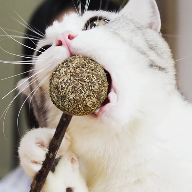 Nature Catnip Ball Catnip Toy for Cat Healthy Natural Treatment Molar Snack Cleaning Teath Funny Toys for Kitty Pet Cat 30
Nature Catnip Ball Catnip Toy for Cat Healthy Natural Treatment Molar Snack Cleaning Teath Funny Toys for Kitty Pet Cat 30