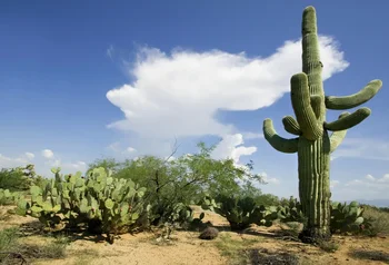 Laeacco Desert Cactus Shrub Decor Cloudy Outside Scenic Photo Backgrounds Customized Photography Backdrops For Photo Studio
Laeacco Desert Cactus Shrub Decor Cloudy Outside Scenic Photo Backgrounds Customized Photography Backdrops For Photo Studio