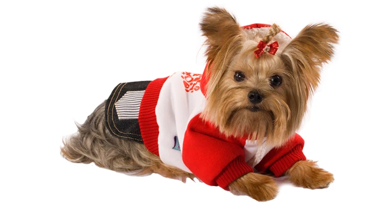 14 summer clothes for dogs