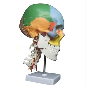 Colored Function Skull Cervical Vertebrae with Nerves Anatomical Didactic Models Natural Life Size
Colored Function Skull Cervical Vertebrae with Nerves Anatomical Didactic Models Natural Life Size