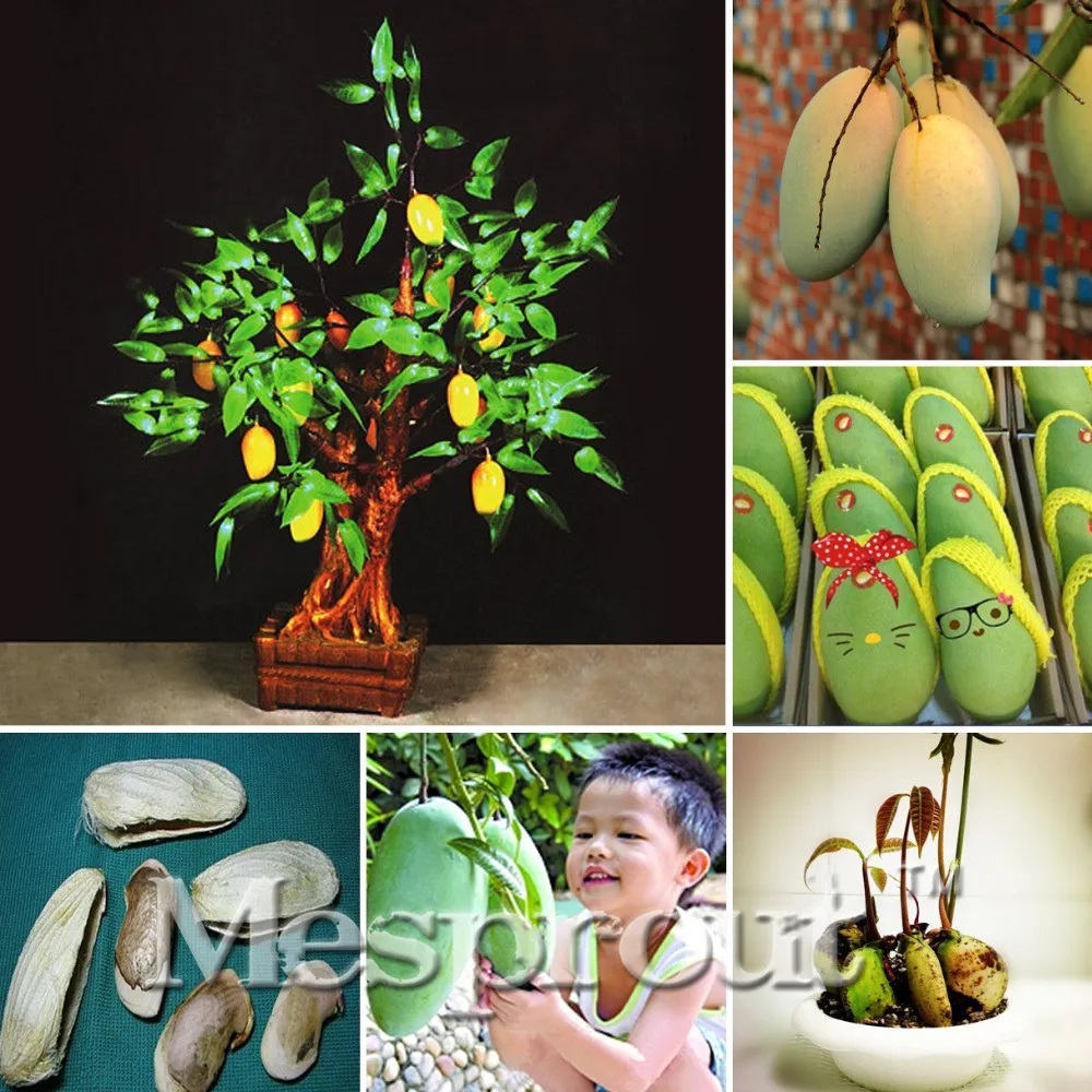 NEW 1pcs/ Bag Giant Mango Bonsai Rare Miracle Fruit Tree Bonsai Plant Plants For Garden 100% true fruit * Sweet Tasty
NEW 1pcs/ Bag Giant Mango Bonsai Rare Miracle Fruit Tree Bonsai Plant Plants For Garden 100% true fruit * Sweet Tasty