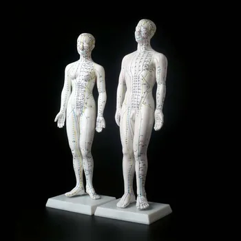 Meridian Model Human Acupuncture Meridian Points Model Male and Female Acupoint Model Medical Education Teaching Appliances
Meridian Model Human Acupuncture Meridian Points Model Male and Female Acupoint Model Medical Education Teaching Appliances