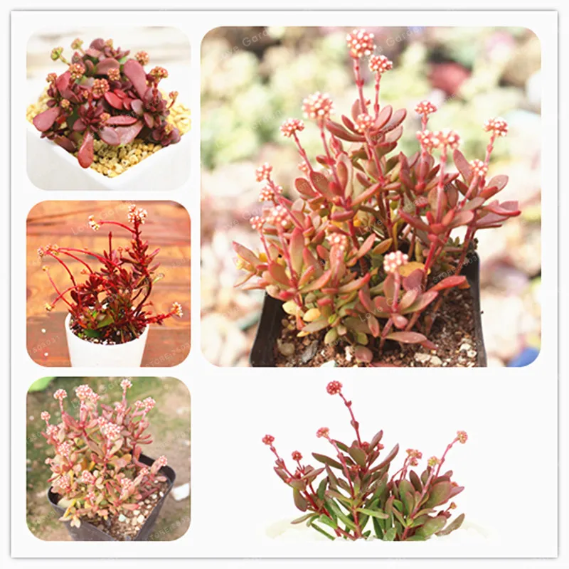 100 Pcs Office Mini Plant Potted Succulent Bonsai Absorb Formaldehyde And Other Substances To Purify The Air Easy To Grow
100 Pcs Office Mini Plant Potted Succulent Bonsai Absorb Formaldehyde And Other Substances To Purify The Air Easy To Grow