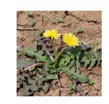 Dandelion tea wild pure super Changbai Mountain dry root/leaf natural genuine mother-in-law whole Chinese herbal medicine 500g
Dandelion tea wild pure super Changbai Mountain dry root/leaf natural genuine mother-in-law whole Chinese herbal medicine 500g