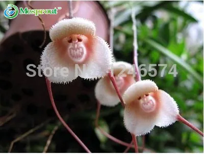 Rare Japanese Monkey Face Orchid DIY Home Garden Plants Pot Bonsai Flowers 200pcs Man Orchid Multiple Varieties
Rare Japanese Monkey Face Orchid DIY Home Garden Plants Pot Bonsai Flowers 200pcs Man Orchid Multiple Varieties