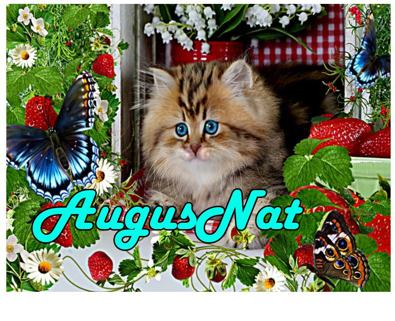 cat diamond painting flower 5d daimond embroidery full round butterfly daimont painting beads puzzle picture diamant draw decal
cat diamond painting flower 5d daimond embroidery full round butterfly daimont painting beads puzzle picture diamant draw decal