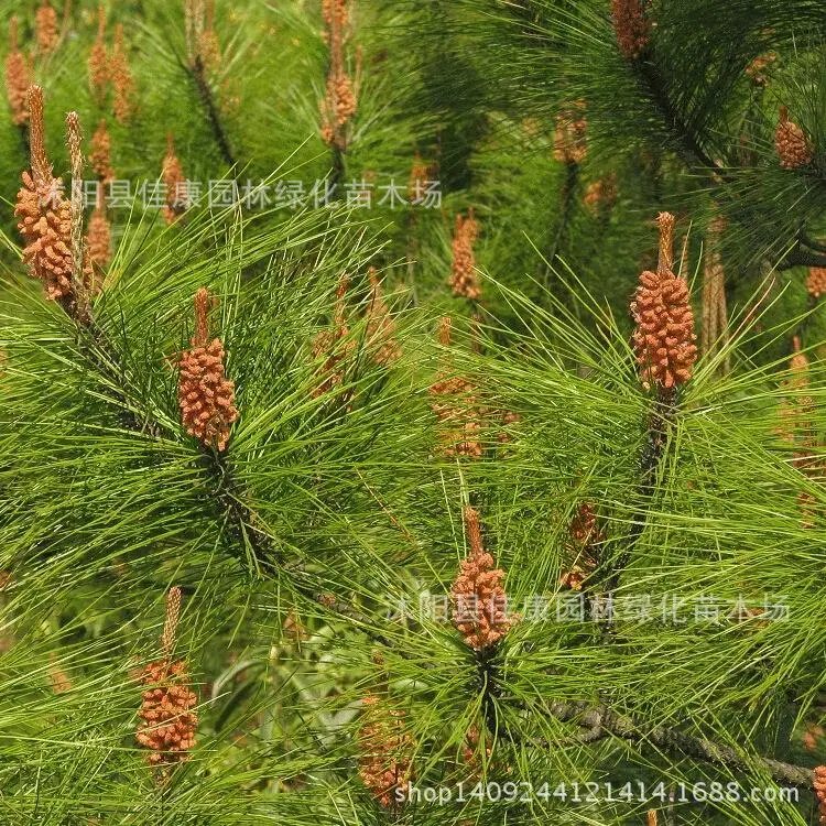Tree plant and Pine bonsai freshly collected authentic mountain pine fir pine fir pine plant real shot 200g / Pack
Tree plant and Pine bonsai freshly collected authentic mountain pine fir pine fir pine plant real shot 200g / Pack