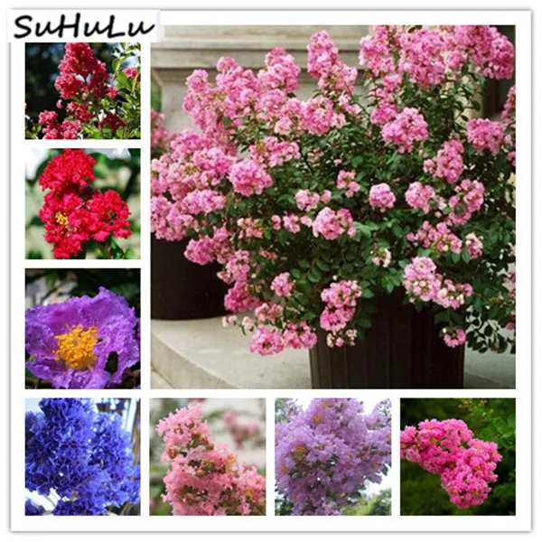100PCS Crape Myrtle -Shrub Lagerstroemia perennial flower bonsai plant courtyard myrtle flowers home garden plant
100PCS Crape Myrtle -Shrub Lagerstroemia perennial flower bonsai plant courtyard myrtle flowers home garden plant