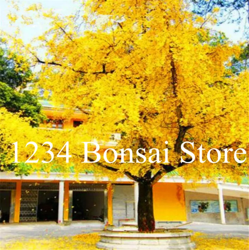 Free Shipping 5Pcs Ginkgo Biloba Bonsai, Maidenhair Tree Pot Exotic Plant Bonsai Flower New Home Garden Ornamental Plant
Free Shipping 5Pcs Ginkgo Biloba Bonsai, Maidenhair Tree Pot Exotic Plant Bonsai Flower New Home Garden Ornamental Plant