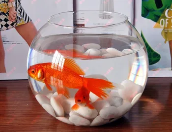 Round Sphere Vase Transparent Glass Fish Tank Clear Fish Bowl Aquarium Accessories
Round Sphere Vase Transparent Glass Fish Tank Clear Fish Bowl Aquarium Accessories