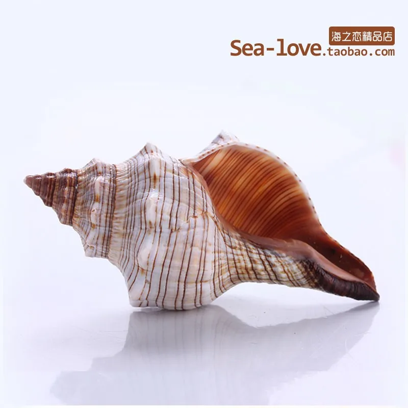DIY Succulent Conch Flower Fish Tank Aquarium Mediterranean Decoration Micro-landscape Mediterranean Specimens Decoration Crafts
DIY Succulent Conch Flower Fish Tank Aquarium Mediterranean Decoration Micro-landscape Mediterranean Specimens Decoration Crafts