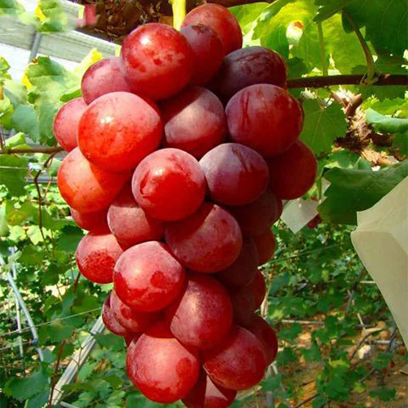 100 / Pack Rose Red Round Grape Advanced Fruit Natural Growth Grape Delicious Gardening Fruit Plants
100 / Pack Rose Red Round Grape Advanced Fruit Natural Growth Grape Delicious Gardening Fruit Plants