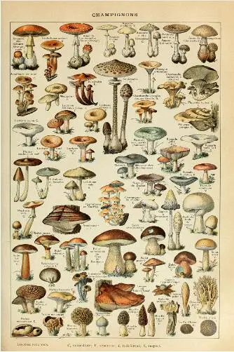 Botanical Educational Poster Mushrooms Champignons Identification Reference SILK POSTER Decorative Wall painting 24x36inch
Botanical Educational Poster Mushrooms Champignons Identification Reference SILK POSTER Decorative Wall painting 24x36inch