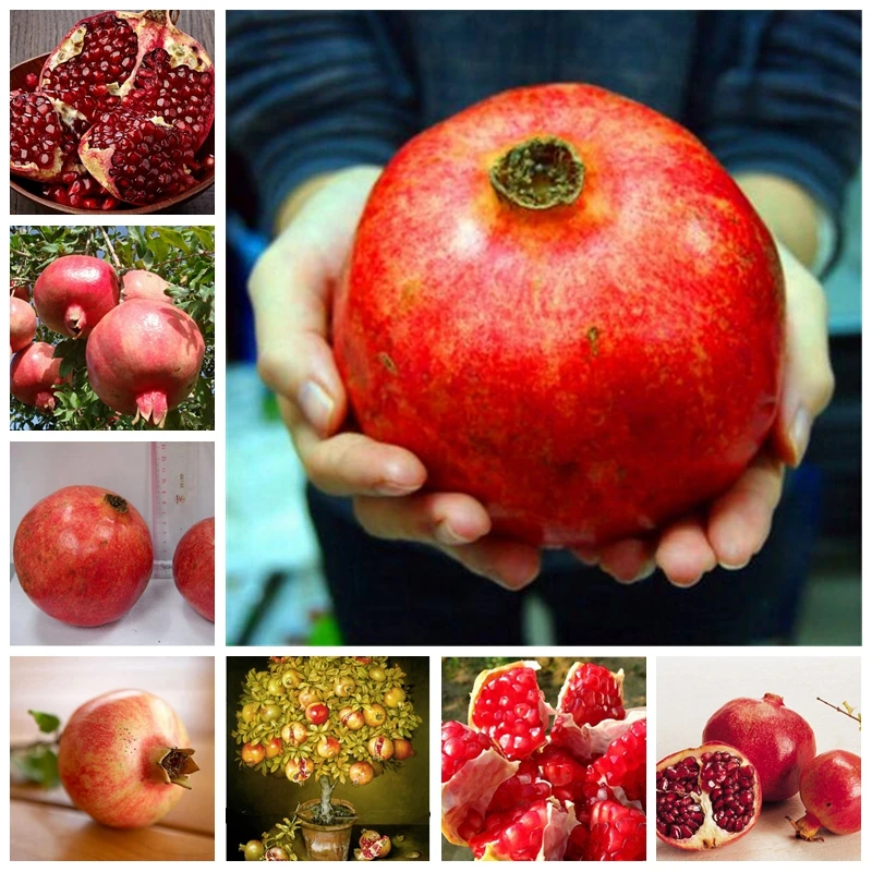 10 pcs Garden Mini Bonsai Pomegranate Plant Very Sweet Delicious Fruit Planta Perennial Succulents Tree Potted Plante Easy Grow
10 pcs Garden Mini Bonsai Pomegranate Plant Very Sweet Delicious Fruit Planta Perennial Succulents Tree Potted Plante Easy Grow