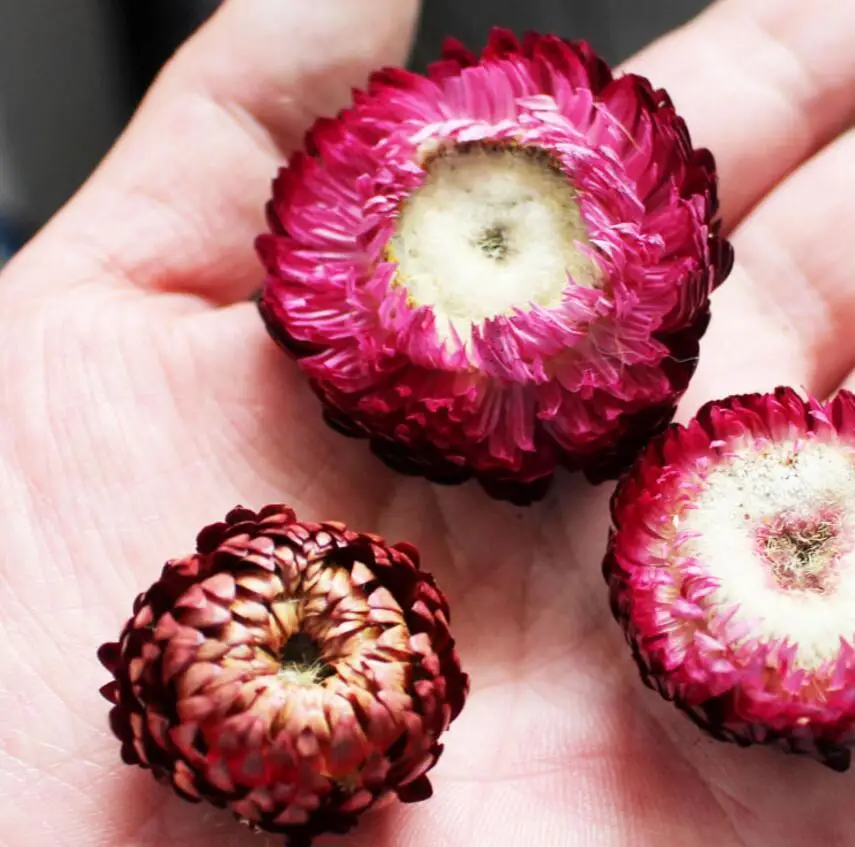 60pcs 2-3cm Dried Preserved Helichrysum Bracteatum Head Flower For Craft Gift Material Accessory Decoration Flower Arranging DIY
60pcs 2-3cm Dried Preserved Helichrysum Bracteatum Head Flower For Craft Gift Material Accessory Decoration Flower Arranging DIY