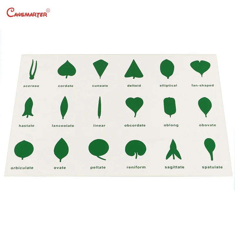Montessori Teaching Botany Leaf Cabinet Control Chart Card PVC Materials Children House Center Cards Set Educational Toy BO057-3
Montessori Teaching Botany Leaf Cabinet Control Chart Card PVC Materials Children House Center Cards Set Educational Toy BO057-3
