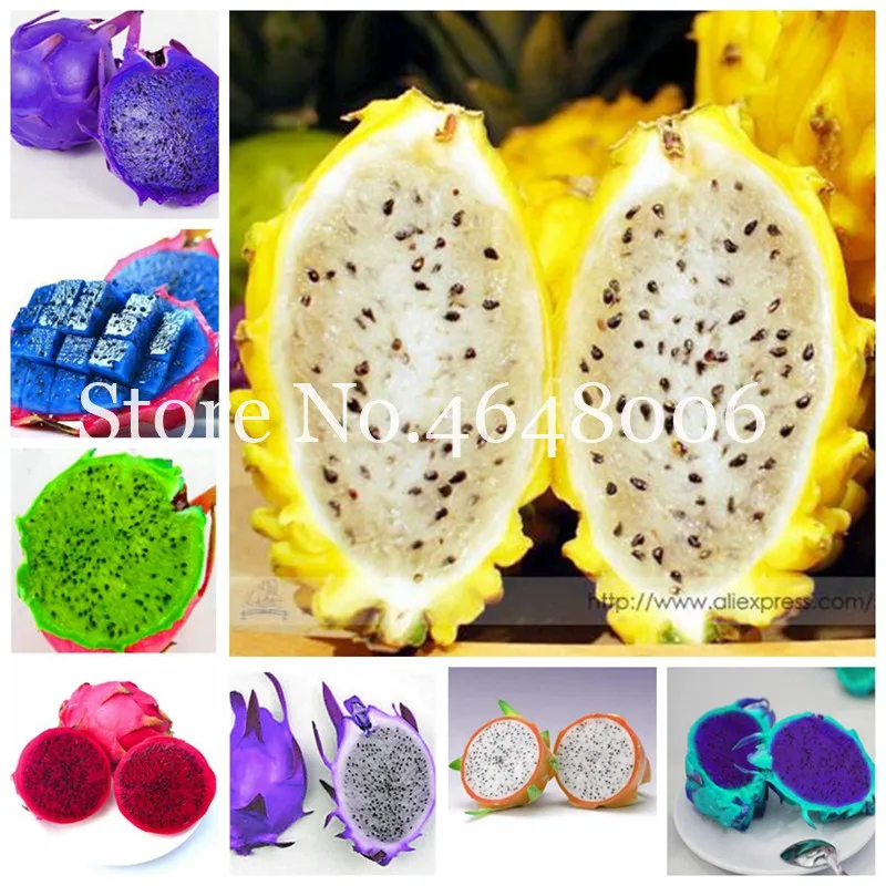 Rare Yellow Heart Pitaya Bonsai 50 Pcs/Lot Japanese Very Delicious Sweets Dragon Fruit Tree Diy Home Graden Drawf Bonsai Tree
Rare Yellow Heart Pitaya Bonsai 50 Pcs/Lot Japanese Very Delicious Sweets Dragon Fruit Tree Diy Home Graden Drawf Bonsai Tree