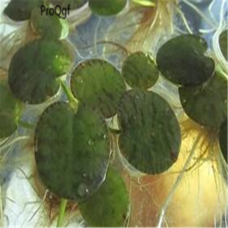Ngryise 5pcs a set Vallisneria natans Vallisneria Nymphodies Myriophyllum Euphrasia Elodea Dimocarpus Ceratophyllum Alternanther
Ngryise 5pcs a set Vallisneria natans Vallisneria Nymphodies Myriophyllum Euphrasia Elodea Dimocarpus Ceratophyllum Alternanther
