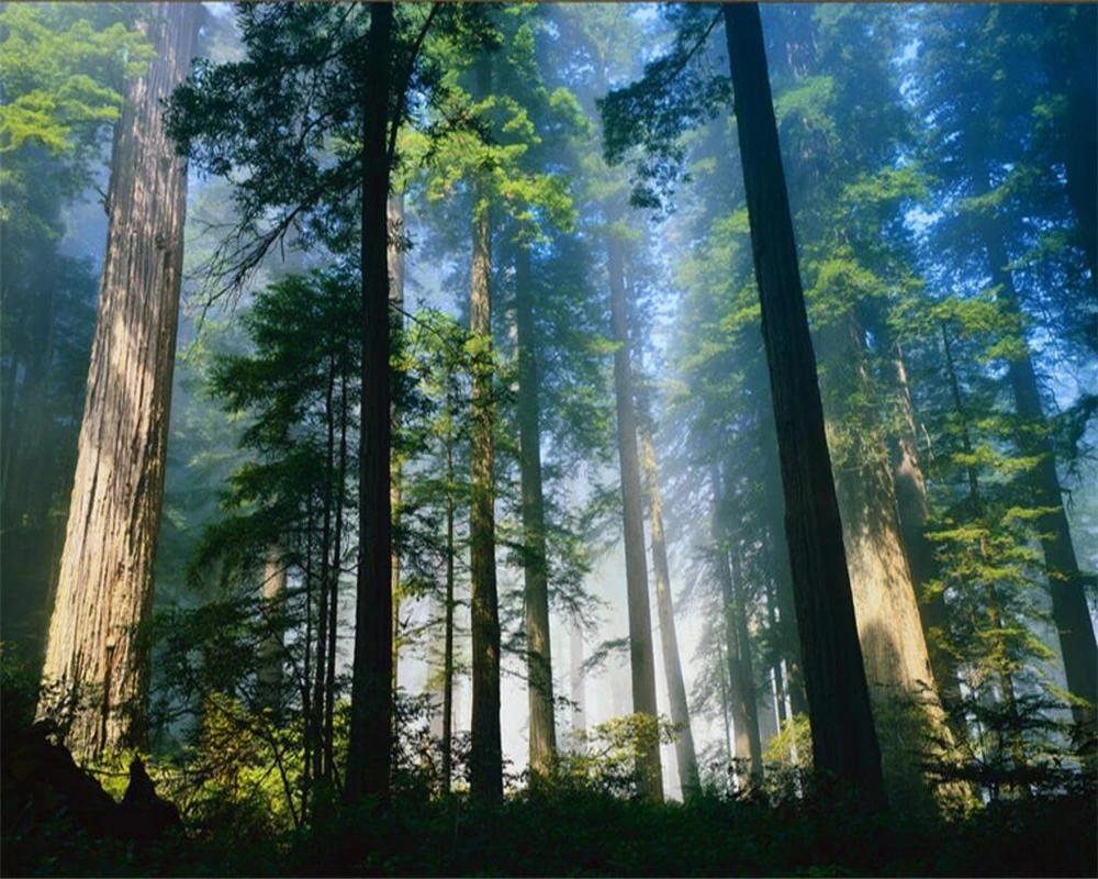 Beibehang Custom Wall paper Sunshine Trees Wall 3D Wallpaper Living Room TV Background Mural photo wallpaper for walls 3 d
Beibehang Custom Wall paper Sunshine Trees Wall 3D Wallpaper Living Room TV Background Mural photo wallpaper for walls 3 d
