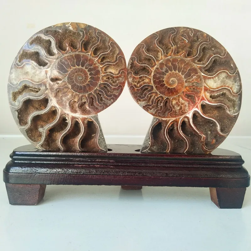 Natural stone shell conch fossil mineral specimen home decoration stone fossil collection
Natural stone shell conch fossil mineral specimen home decoration stone fossil collection