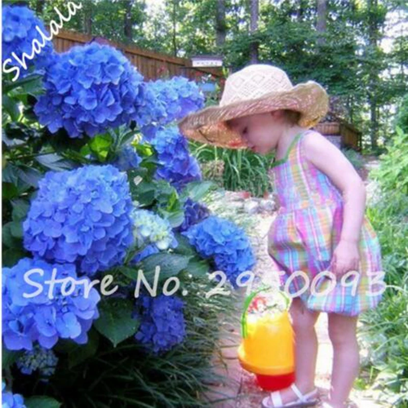 100 Pcs/ bag Imported Hydrangea Dwarf Bonsai Hydrangea Beautiful China Flower Plant Natural Growth For Home & Garden Planting
100 Pcs/ bag Imported Hydrangea Dwarf Bonsai Hydrangea Beautiful China Flower Plant Natural Growth For Home & Garden Planting