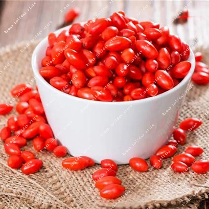 ZLKING 10 Pcs Rare Red Goji Berries Lycium Barbarum Ningxia Wolfberry Bonsai Home Bush Rich In Antioxidant Garden Flower
ZLKING 10 Pcs Rare Red Goji Berries Lycium Barbarum Ningxia Wolfberry Bonsai Home Bush Rich In Antioxidant Garden Flower