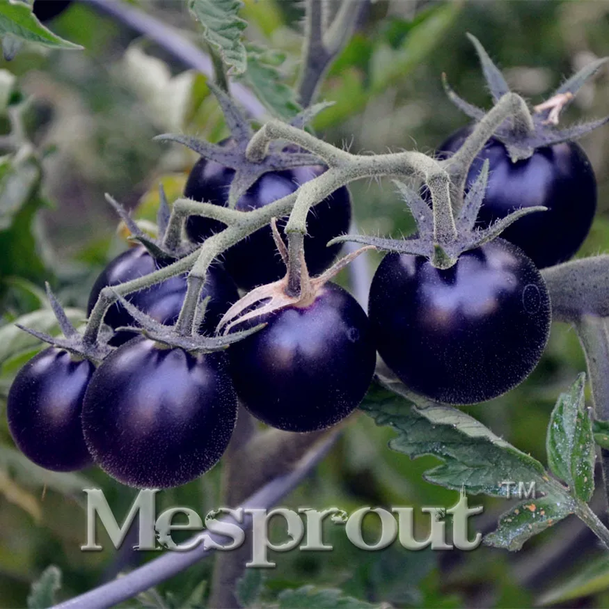 Black Pearl Tomato Fruit Bonsai 100pcs/bag Bonsai Planting Vegetable Bonsai Home Garden DIY Plant Free Shipping
Black Pearl Tomato Fruit Bonsai 100pcs/bag Bonsai Planting Vegetable Bonsai Home Garden DIY Plant Free Shipping