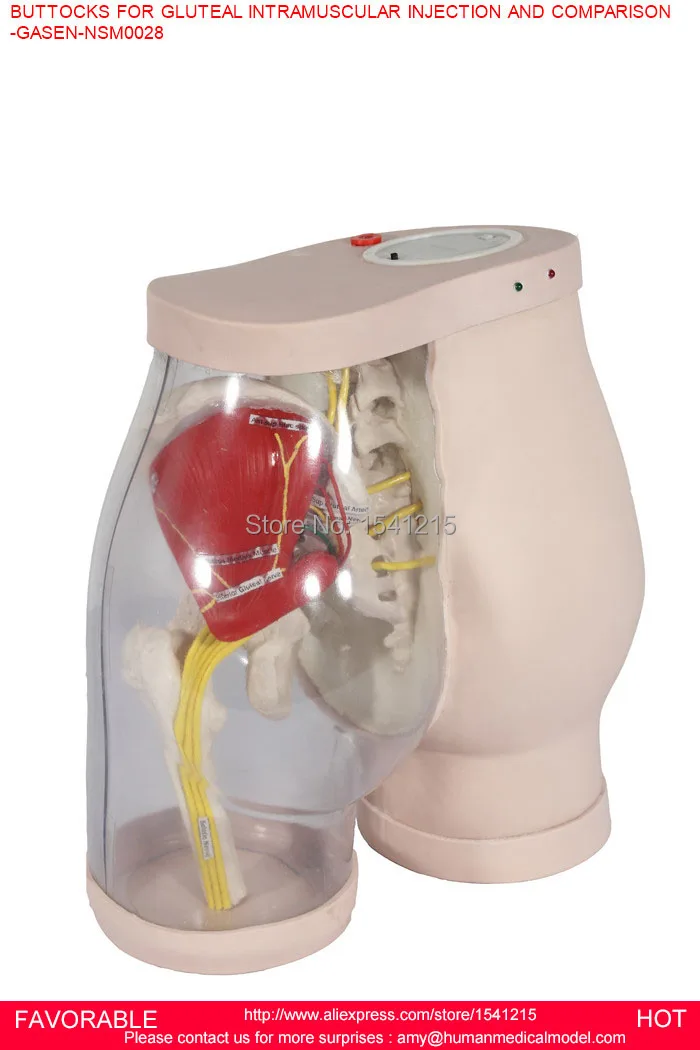 BUTTOCKS INJECTION SIMULATOR, INJECTION BUTTOCKS ,BUTTOCKS FOR GLUTEAL INTRAMUSCULAR INJECTION AND COMPARISON-GASEN-NSM0028
BUTTOCKS INJECTION SIMULATOR, INJECTION BUTTOCKS ,BUTTOCKS FOR GLUTEAL INTRAMUSCULAR INJECTION AND COMPARISON-GASEN-NSM0028