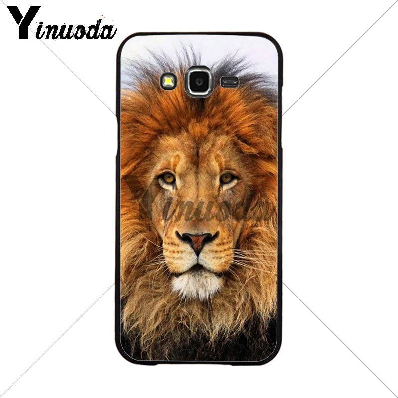 Animals The lion
