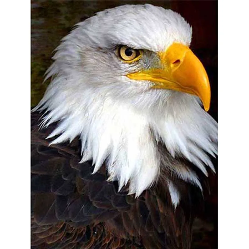 Diamond Embroidery Eagle Picture of Rhinestones Full Square Round 5D DIY Diamond Painting Cross Stitch Handmade Wall Art
Diamond Embroidery Eagle Picture of Rhinestones Full Square Round 5D DIY Diamond Painting Cross Stitch Handmade Wall Art