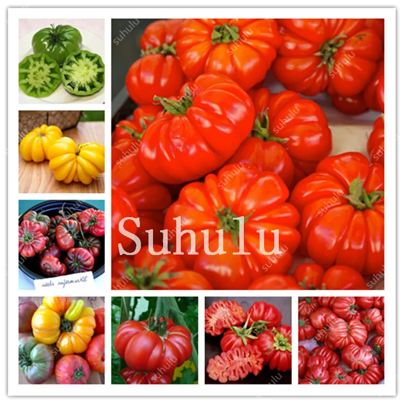 Free Shipping 200pcs Heirloom Giant Monster Tomato Bonsai Genuine Fresh Bonsai Very Rare Vegetables Bonsai For Home Garden Plant
Free Shipping 200pcs Heirloom Giant Monster Tomato Bonsai Genuine Fresh Bonsai Very Rare Vegetables Bonsai For Home Garden Plant