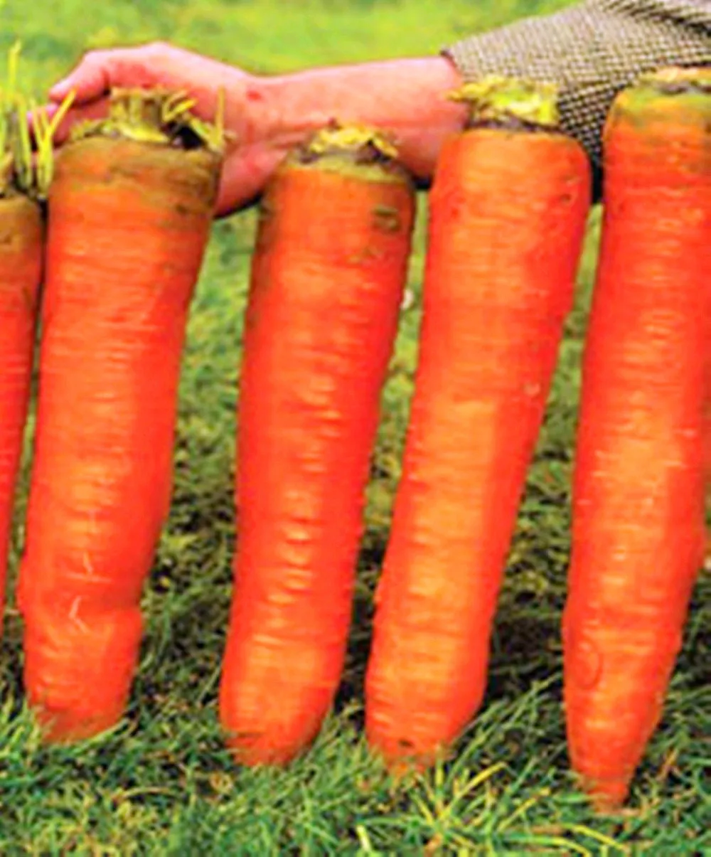 500 Pcs/Bag Carrot Bonsai Plant Red Giant Organic Russian Heirloom Vegetable Bonsai Plants For Home Garden Planting
500 Pcs/Bag Carrot Bonsai Plant Red Giant Organic Russian Heirloom Vegetable Bonsai Plants For Home Garden Planting